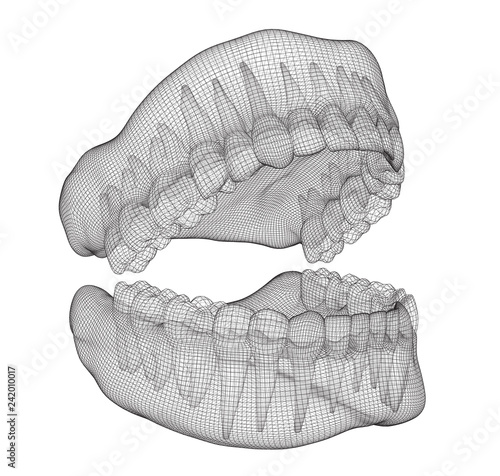 human jaw. 3d vector layout. medicine and health