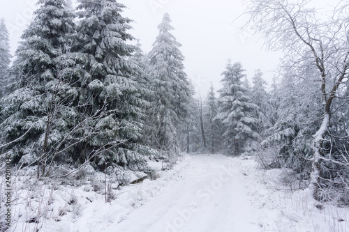 Snowy winter landscape with trees and path