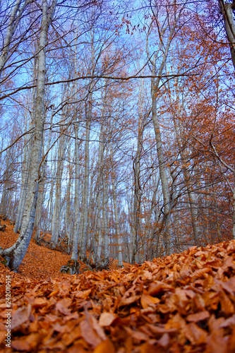 Trees in the forest that have fallen their leaves since autumn. The yellowish and orange leaves are fallen into the ground. photo