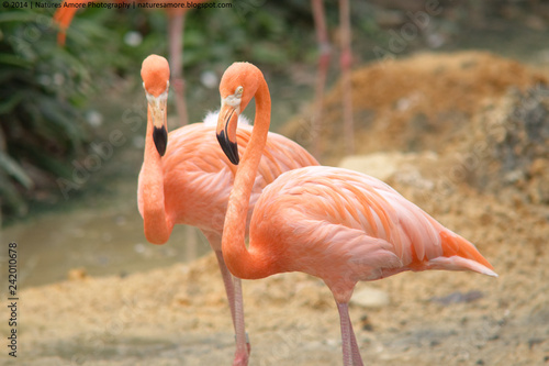 Orange Flamingo standing looking straight into the camera  © mktuteja