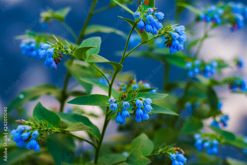 Obraz premium small blue bells flowers
