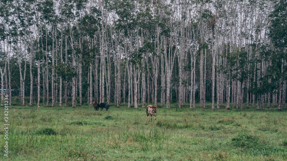 animal nature animal nature