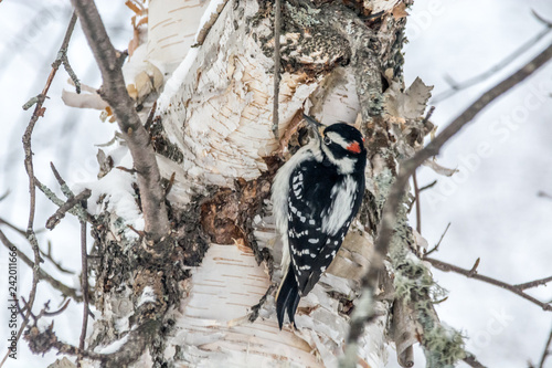 Hairy Woodpecker Perched on a Mature Birch on a Cold December Day photo