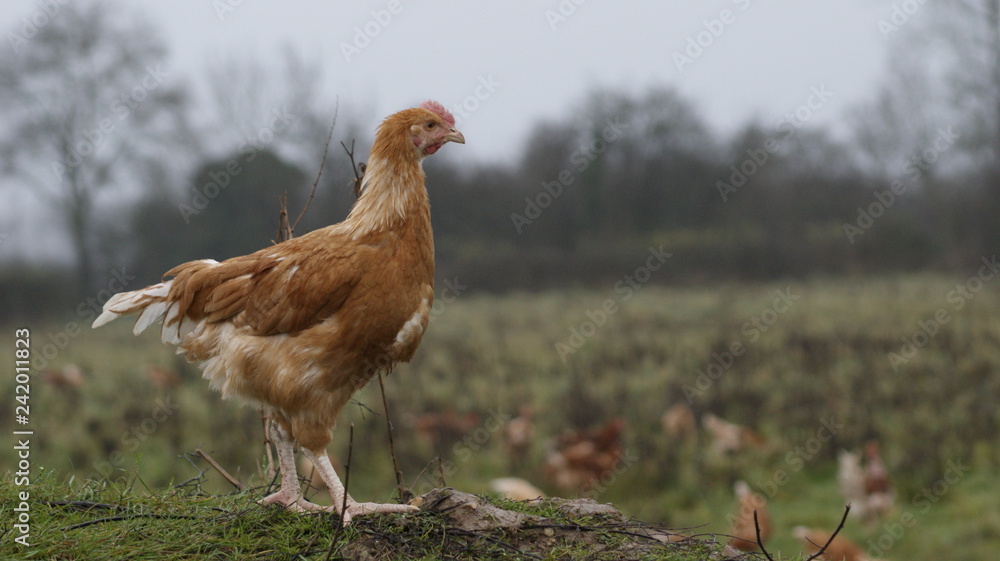 Fototapeta premium Poule