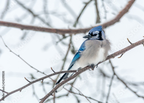 Blue Jay Perched in a Woody Area of Birch and Aspen in Lamarche, Quebec, Canada © Fitawoman
