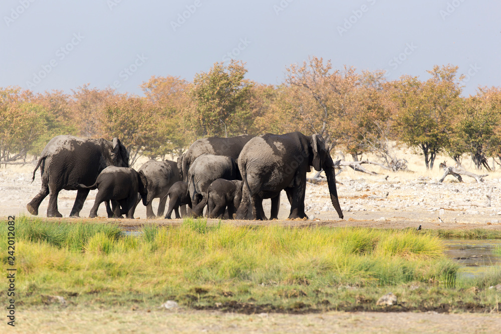 Large group of elephants playing in the mud