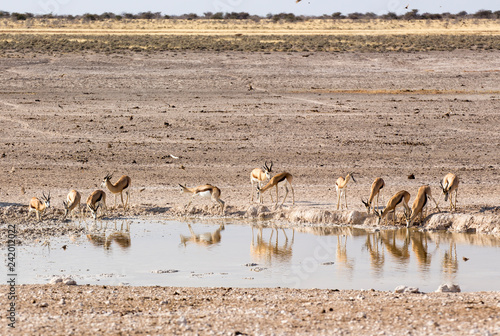 Animals arriving at water hole