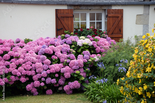 Hortensien an einem Haus in der Bretagne