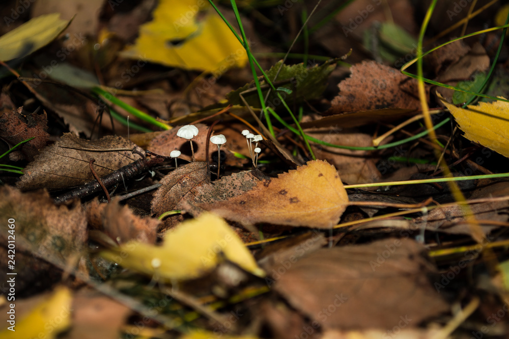 toadstool mushrooms in the fores toadstool mushrooms in the fores