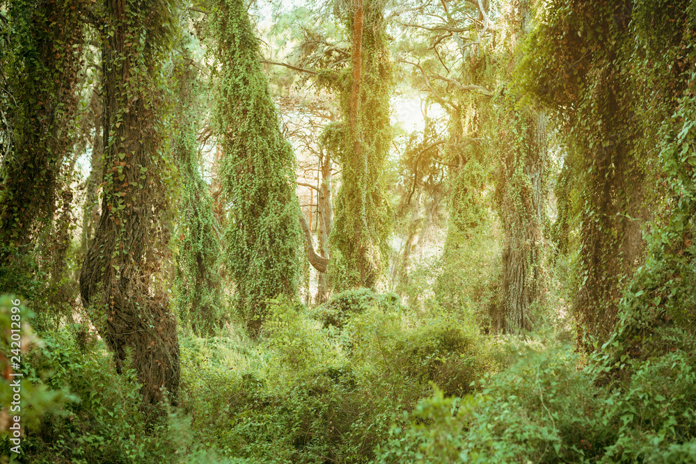 Obraz premium Green forest landscape with trunks of trees covered with ivy