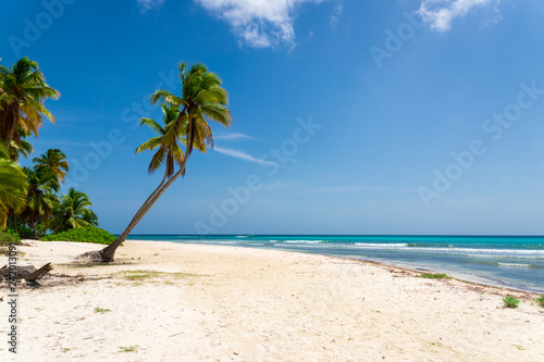 Palm tree on the beach  Dominican republic Isla Saona