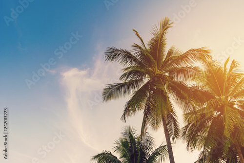 Fototapeta Naklejka Na Ścianę i Meble -  Coconut palm tree at tropical coast with vintage tone