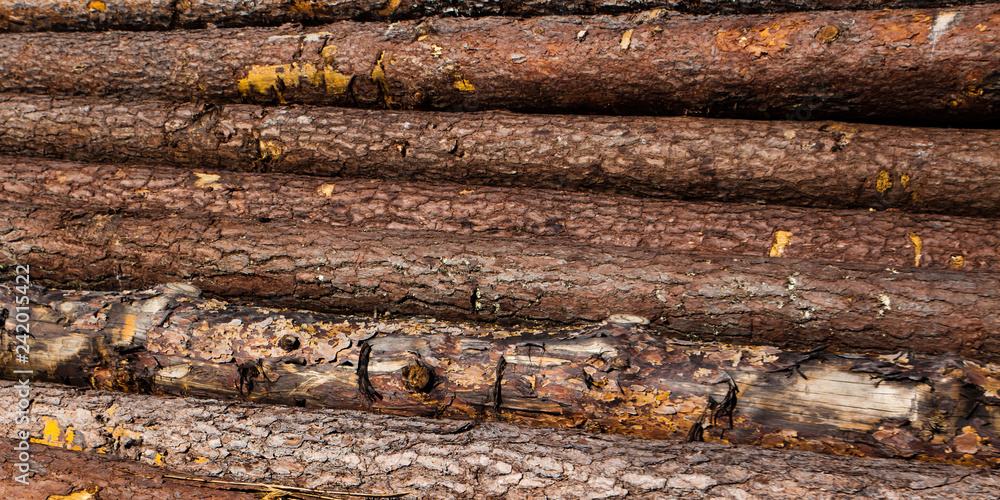 Logs are piled up, the timber industry Logs are piled up, the timber industry