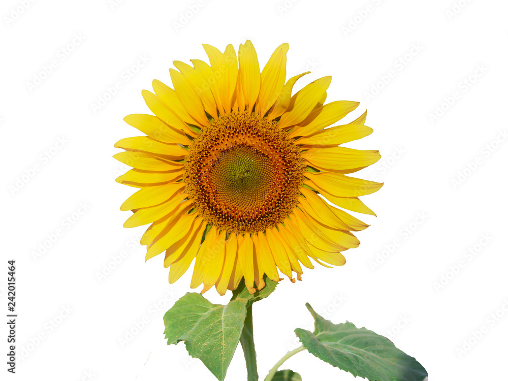 Fototapeta premium Isolated sumflower