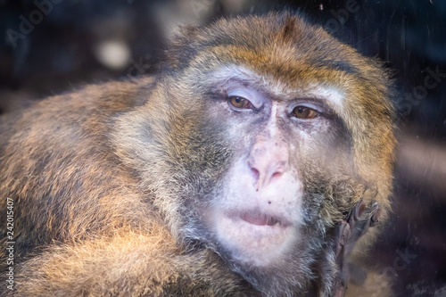 Portrait d'un macaque de Barbarie photo