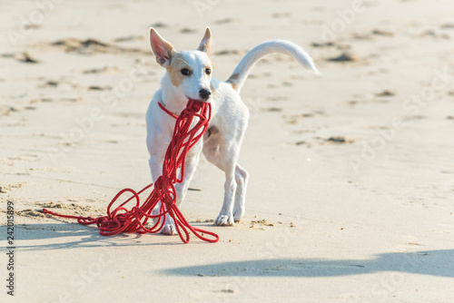 Young white terrier puppy plays with his long red leash on a sandy beach