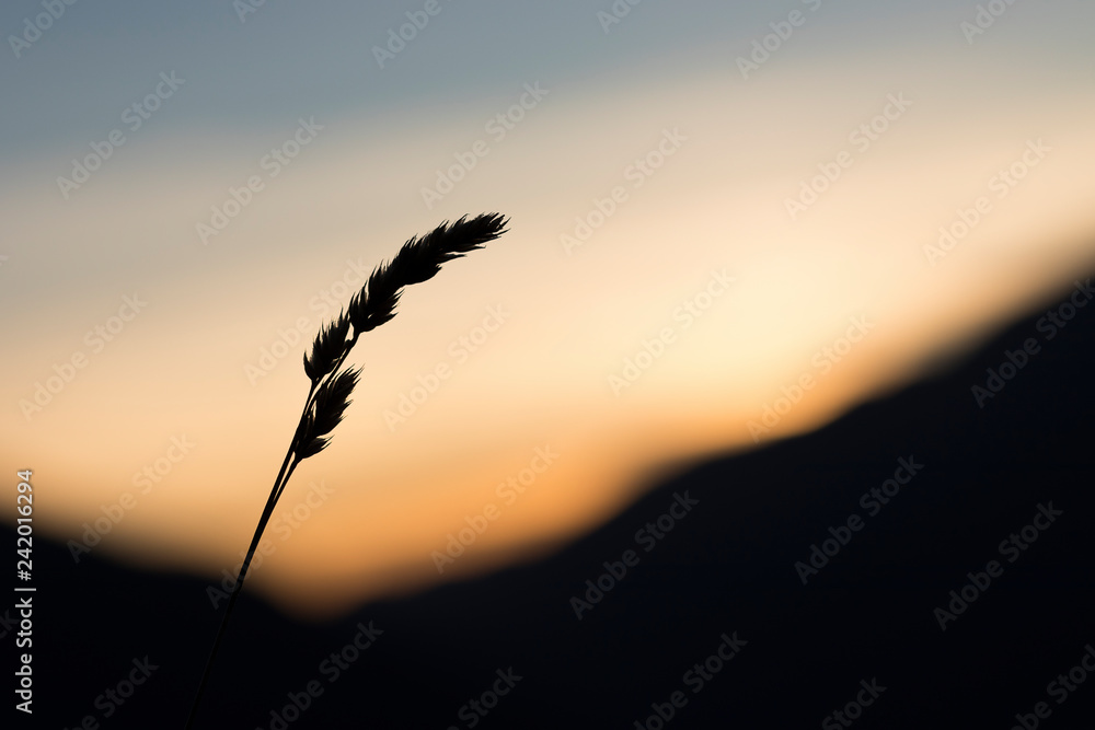 Ear of wheat at sunset
