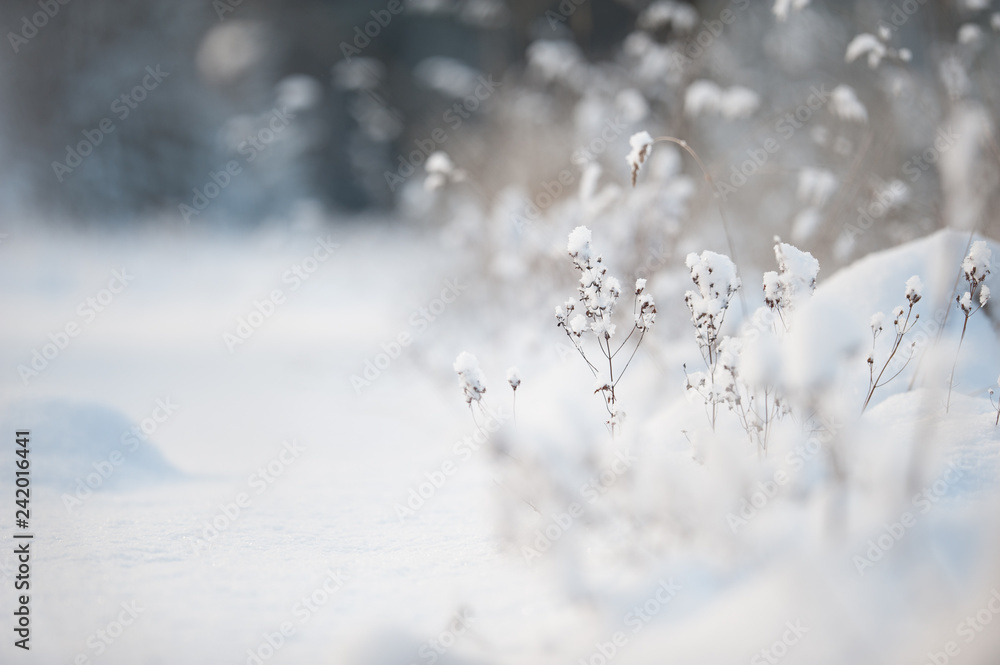 Dried plants in snow