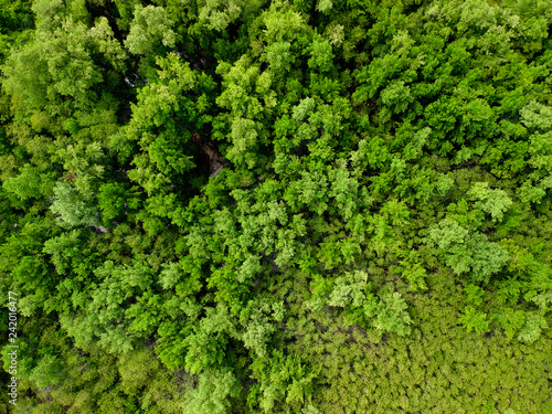 trees in forest,top down, aerial photo