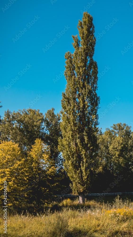 Fototapeta premium Smartphone HD wallpaper of beautiful view near Plattling - Isar - Bavaria - Germany