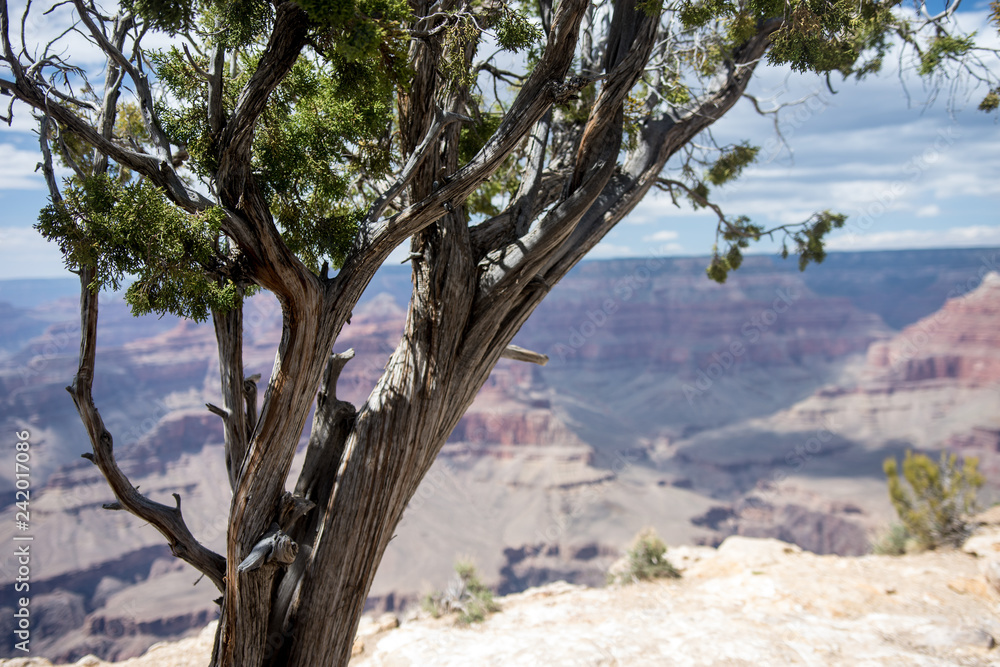Large Juniper tree at the South Rim of the Grand Canyon National Park. Background intentionnally blurred Large Juniper tree at the South Rim of the Grand Canyon National Park. Background intentionnally blurred