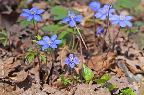Spring flowers Hepatica with blue buds in the spring meadow