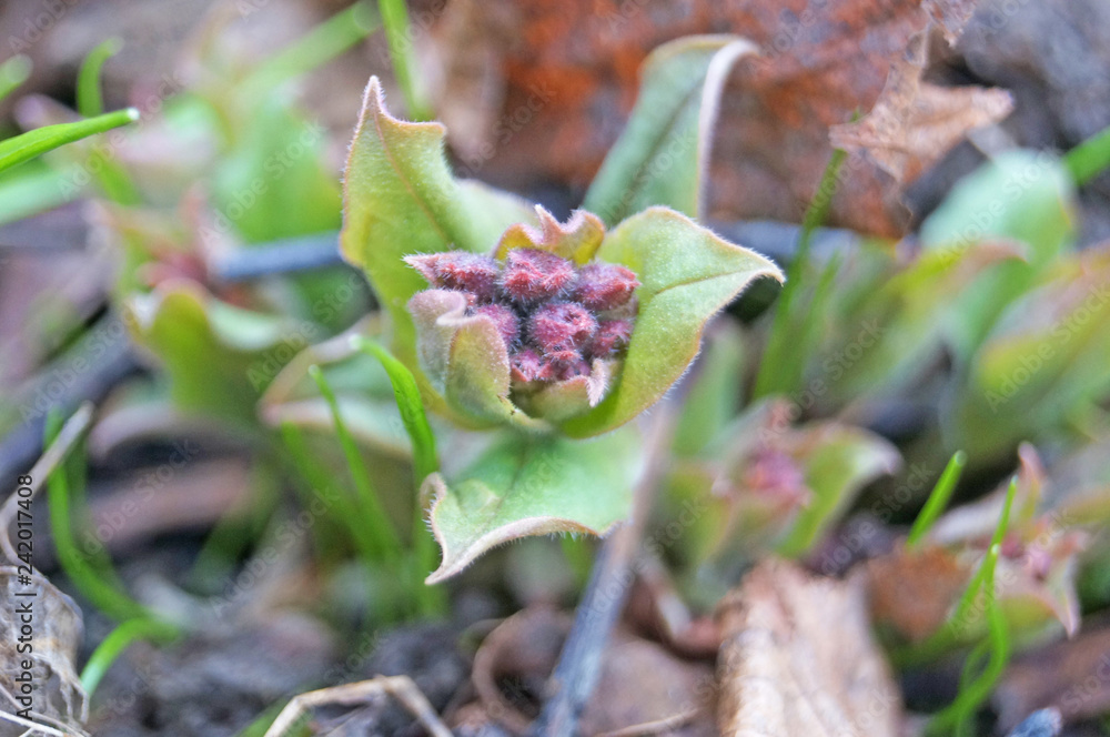 Flowers and buds of Pulmonaria with pink and purple petals in a spring clearing Flowers and buds of Pulmonaria with pink and purple petals in a spring clearing