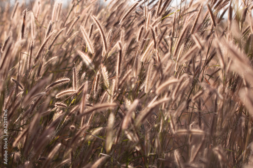 Fototapeta premium Colorful flowers grass made with gradient for background,Abstract,texture,Soft and Blurred style.postcard.