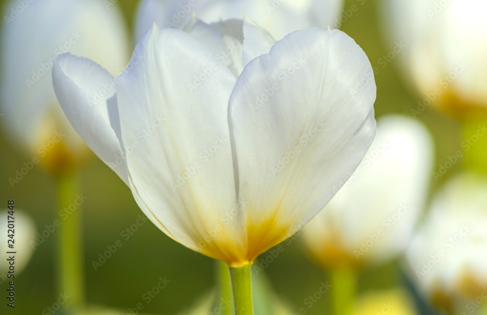 Weiße Tulpe, Nahaufnahme