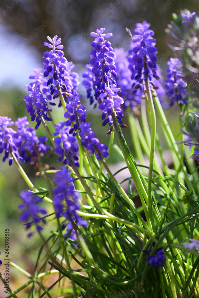 Obraz premium Muscari