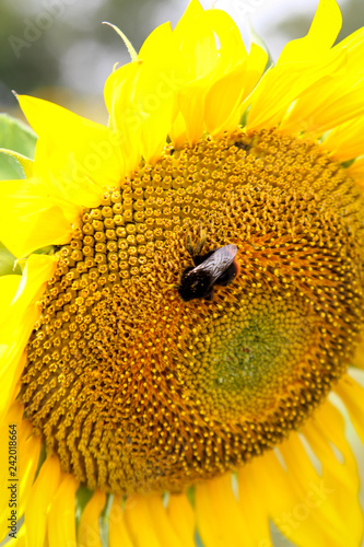 Fototapeta Naklejka Na Ścianę i Meble -  Sonnenblume, Details einer Sonnenblume