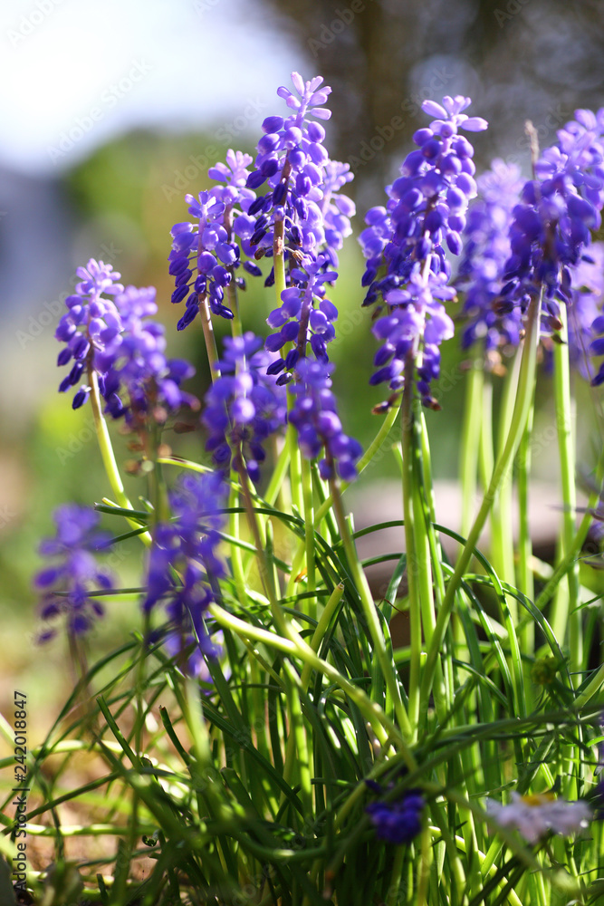 Obraz premium Traubenhyazinthen im Garten
