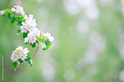 White apple blossoms in springtime garden against defocused soft background. © ekim