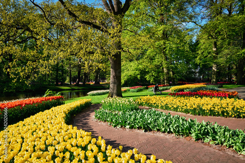 Blooming tulips flowerbeds in Keukenhof flower garden, Netherlan photo