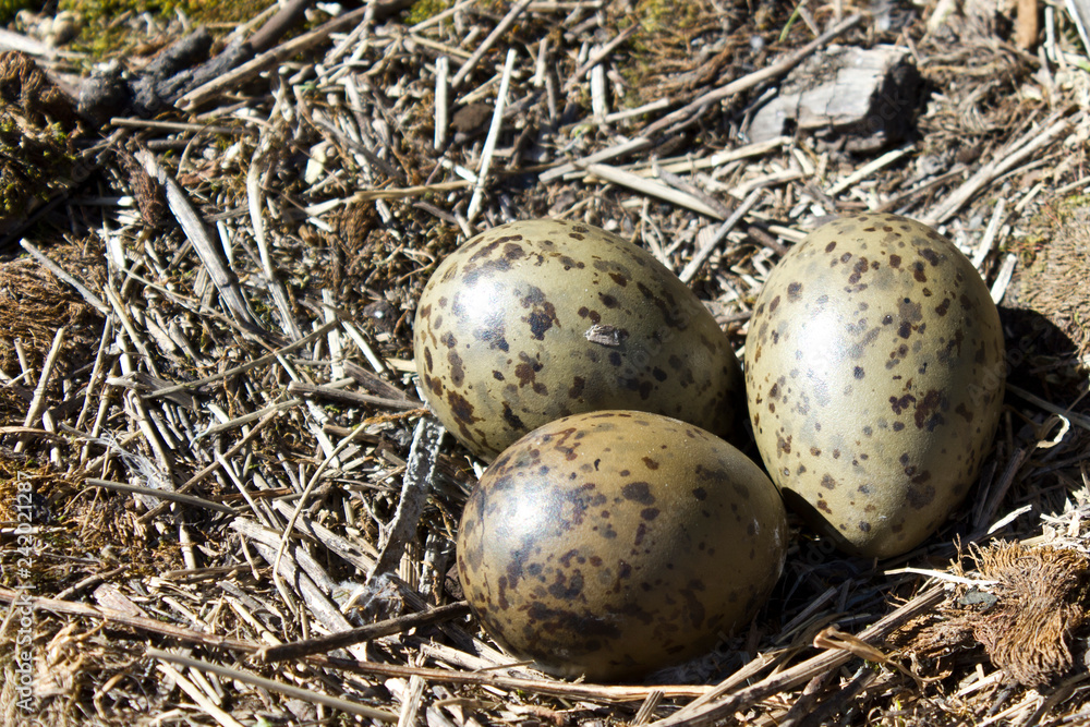 three eggs in a seagull's nest three eggs in a seagull's nest