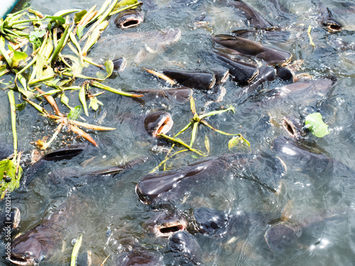 group of pangasius in river with water hyacinth try to eat somthing from travaler feed
