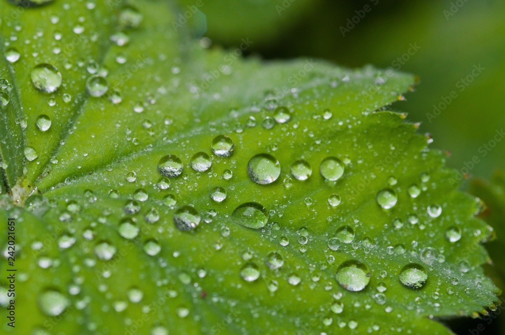 Leaf with water drops Leaf with water drops