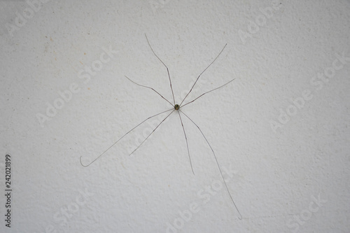 close up daddy long leg spider on white wall background