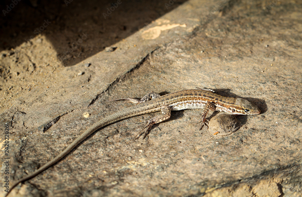Gran-Canaria-Rieseneidechse, Kanareneidechse, Gekko Gran-Canaria-Rieseneidechse, Kanareneidechse, Gekko