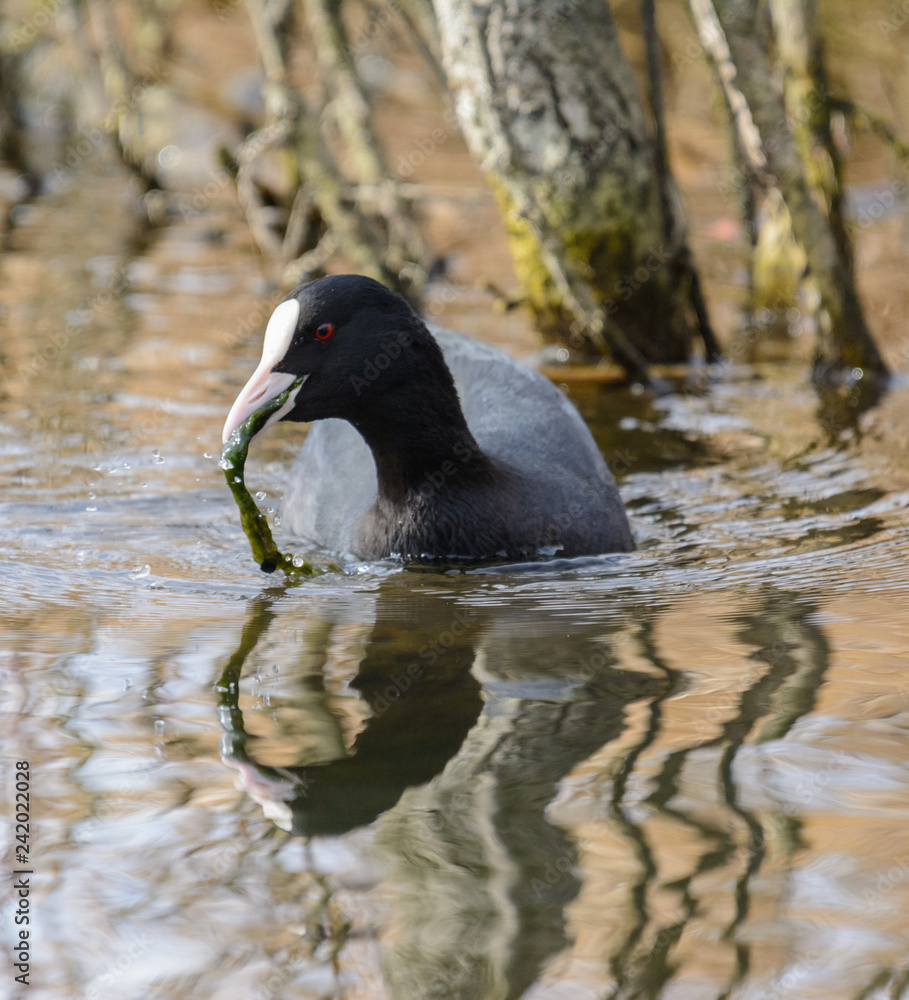 Bläßhuhn Algen fressend im Teich mit Spiegelung Bläßhuhn Algen fressend im Teich mit Spiegelung
