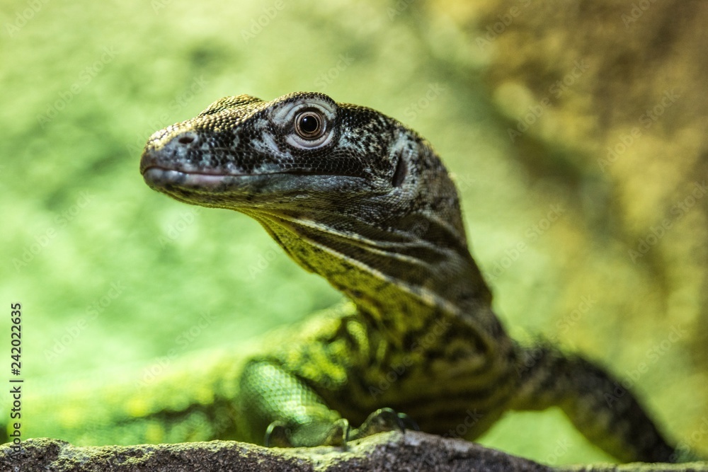 Close up of a reptile Close up of a reptile