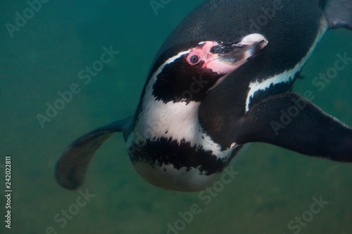 Penguin swimming underwater 