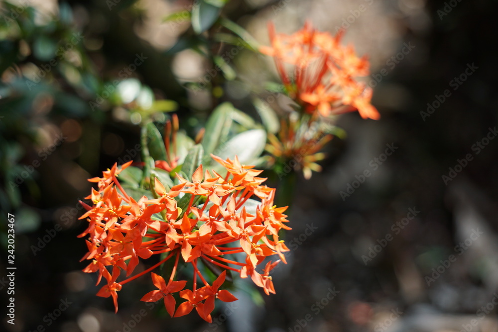 Red spike flowers on a green leaf background Red spike flowers on a green leaf background