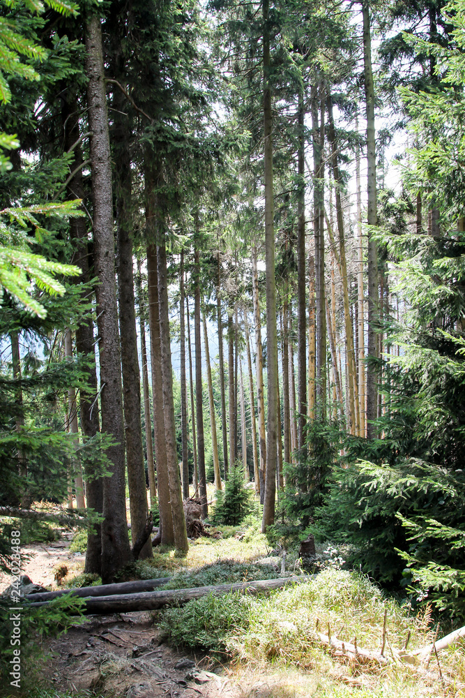 Landschaft im Harz, Felsen, Bäume, Wege, Wegweiser Landschaft im Harz, Felsen, Bäume, Wege, Wegweiser