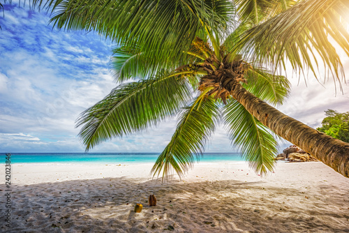 Palm tree white sand turquoise water at tropical beach paradise at seychelles 8