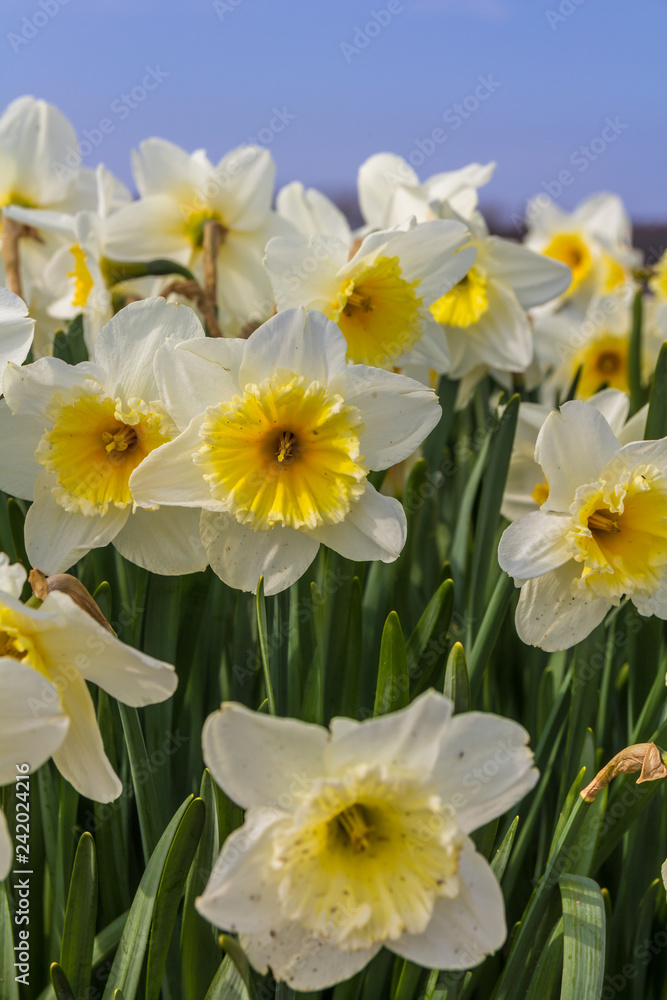 yellow and white dutch daffodil flowers close up low angle of view with blue sky background