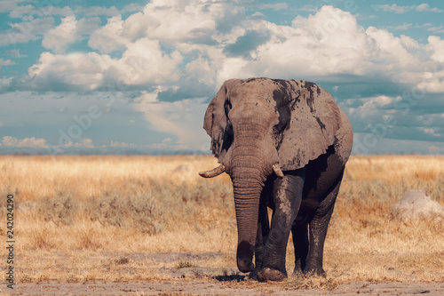 African Elephant  Botswana safari wildlife