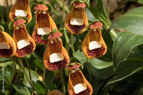 Calceolaria 'Walter Shrimpton'also called Lady's Purse. photo