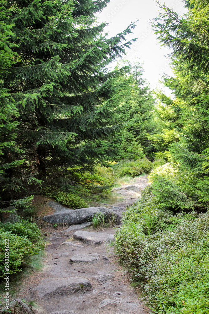 Landschaft im Harz, Felsen, Bäume, Wege, Heidelbeerpflanzen