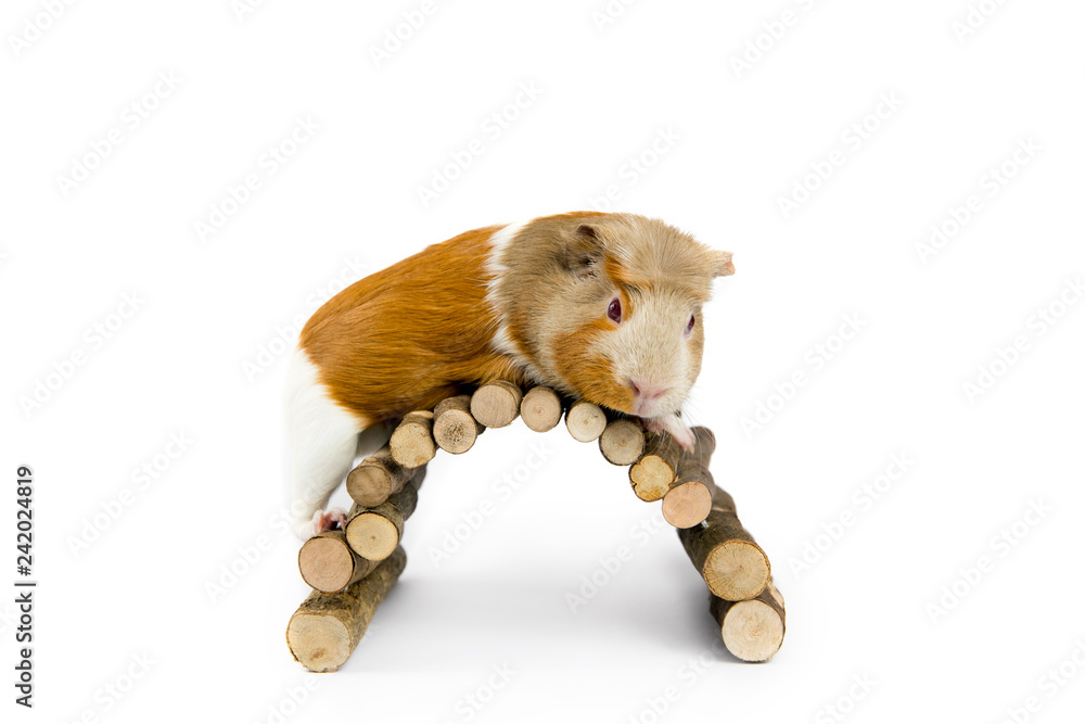 Φωτογραφία Domestic guinea pig (Cavia porcellus), also known as cavy or domestic cavy with wooden branch bridge isolated on white in studio